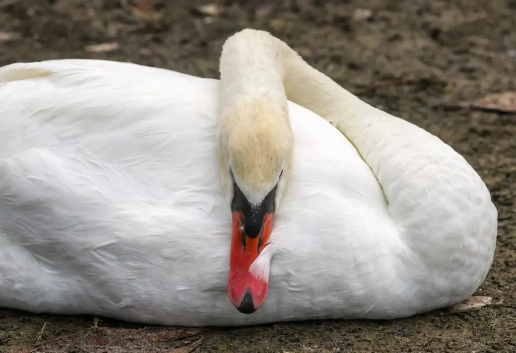 A swan passes in front of the iconic Lake Eola...