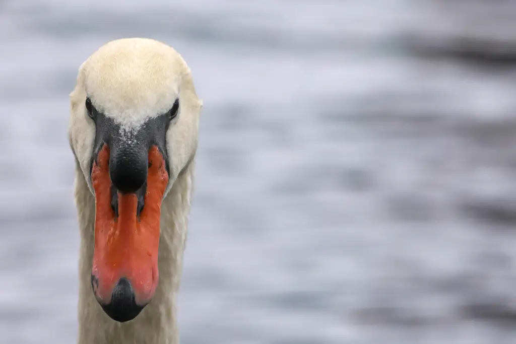 Visitors enjoy watching swans at Lake Eola Park on Feb....