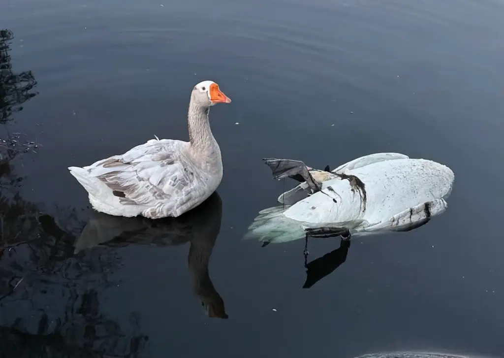 A dead swan is pictured floating in Lake Eola in...
