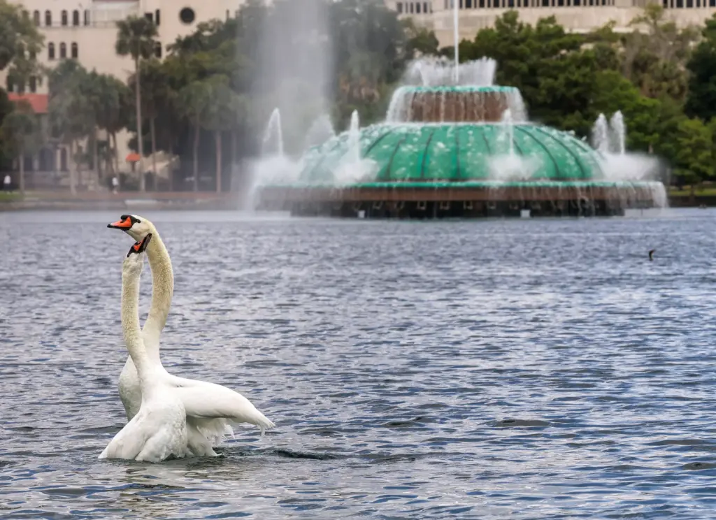 A pair of swans dance in a mating ritual, with...