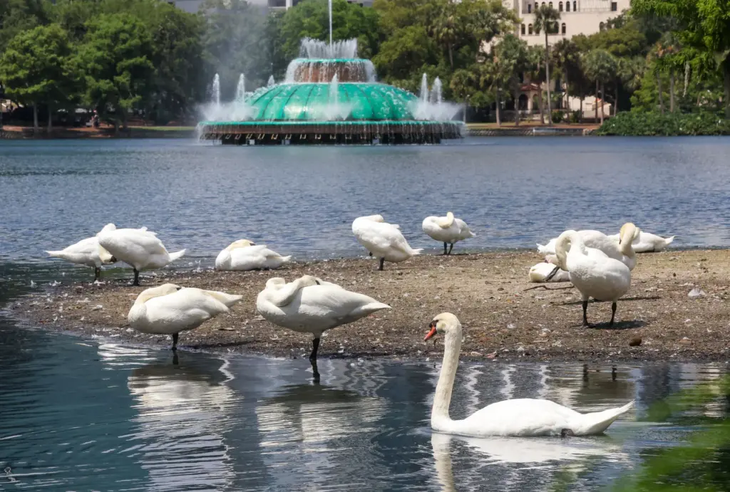 Swans nap on the shoreline exposed by recent drought conditions...