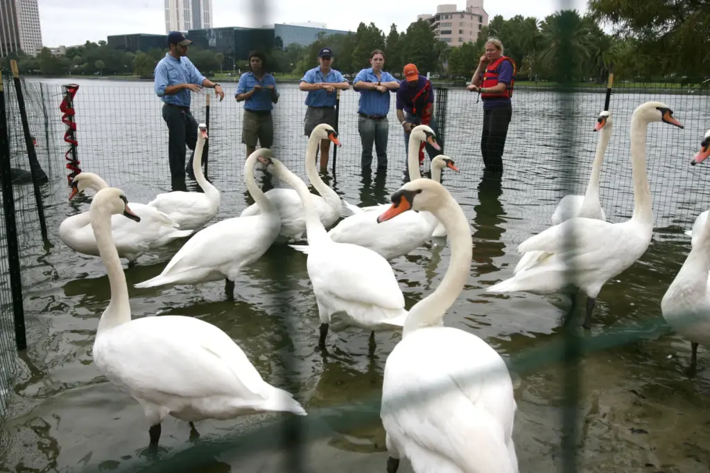 All the swans on Lake Eola were rounded up for...