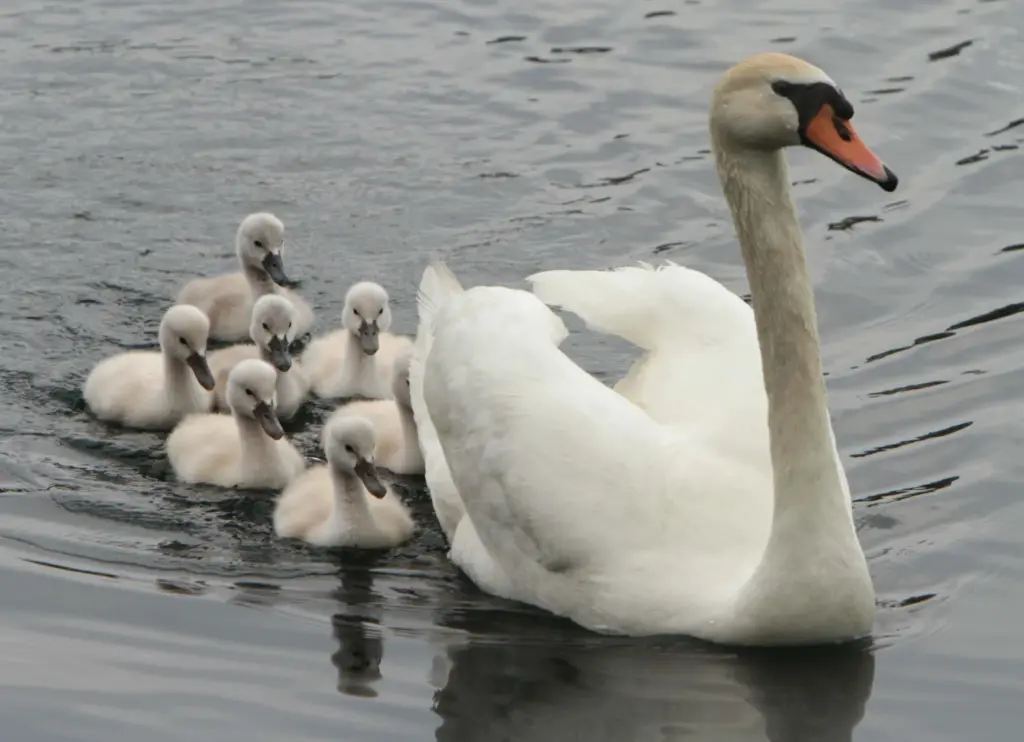 Young swan cygnets travel with their mother on Lake Eola...