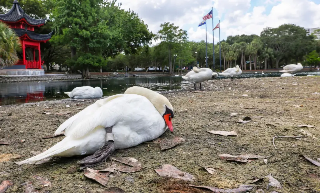 Swans nap on the shoreline exposed by recent drought conditions...