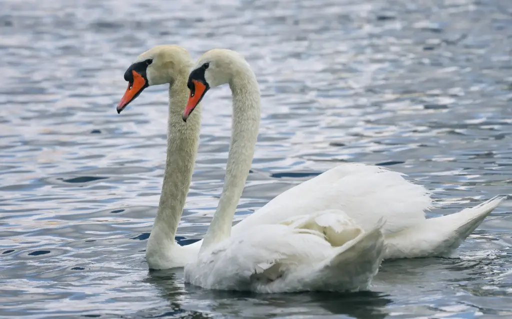 A pair of swans swim along the shore of Lake...