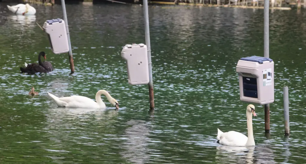 Swans graze at feeding stations on Lake Eola, Friday, May...