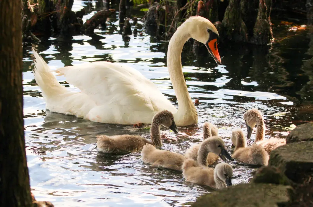 A Royal Mute Swan and its babies are seenÂ seen at...