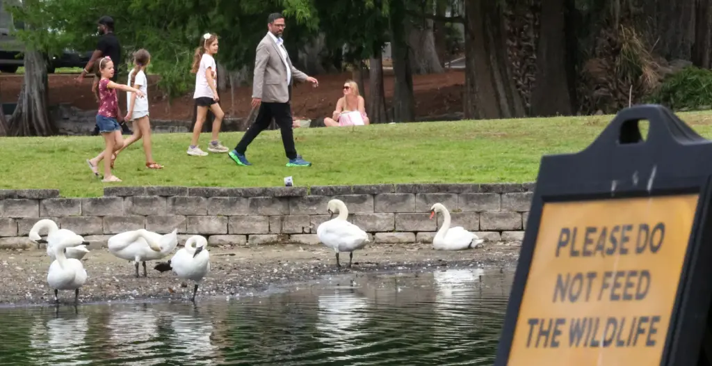 A family observes swans at Lake Eola, Friday, May 8,...