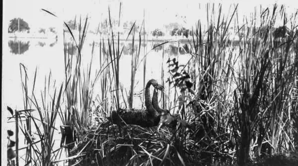 A swan sits on a nest on the shore of...