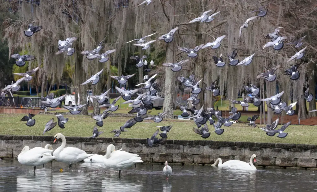 A flock of pigeons fly over the swans at Lake...
