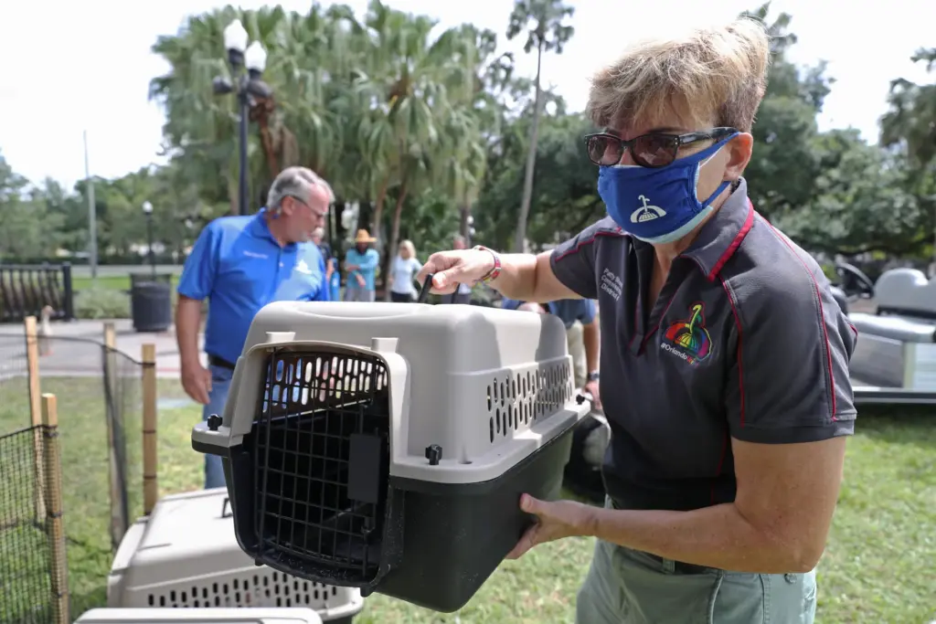 Commissioner Patty Sheehan shows one of the swans, as they...