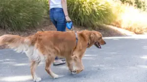 How to keep your dog happy and healthy this summer