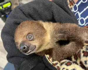 A sloth exhibitor shut down in New York wants a comeback — and Florida licensed him