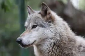 Pictures: Sanctuary provides shelter for homeless wolves