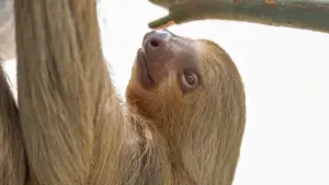 Another rescue from Sloth World dies during rehabilitation, Central Florida Zoo says