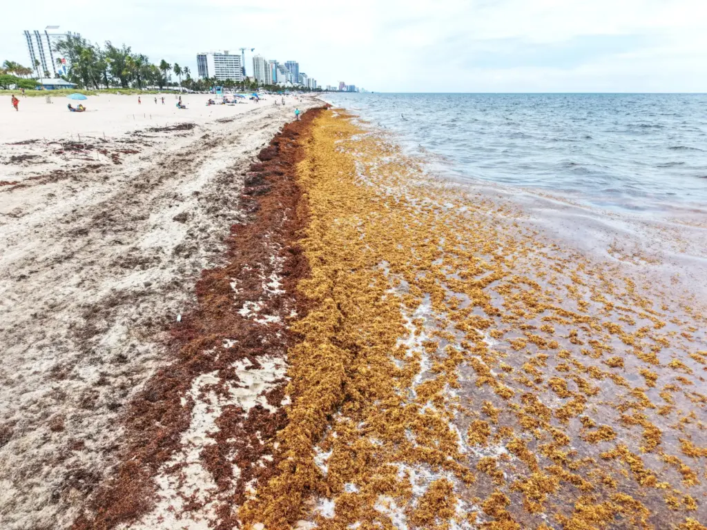 Seaweed lines the shore of Fort Lauderdale beach on Tuesday,...