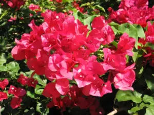 Plant Doctor: What’s going on with my bougainvillea shrubs?