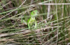 Iguanas bounce back in South Florida after February freeze wiped out thousands