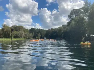 Alligator attacks, injures Rainbow River snorkeler
