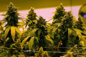 Virginia to allow recreational marijuana to be sold in retail stores beginning in 2027