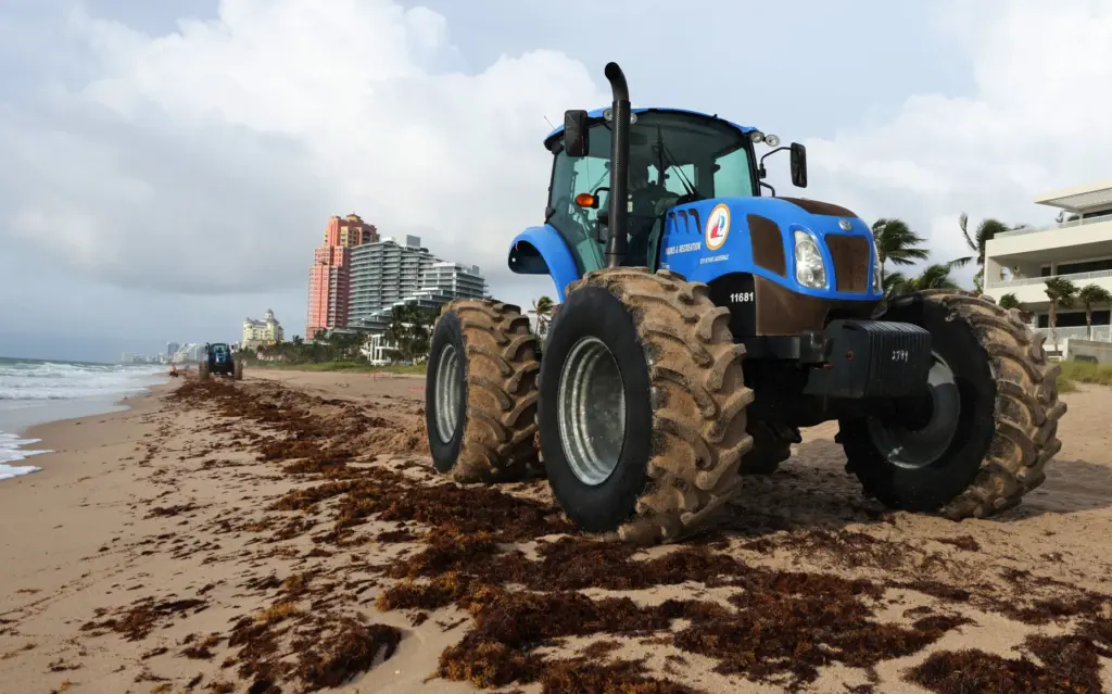 Tractors from the City of Fort Lauderdale plow under sargassum...