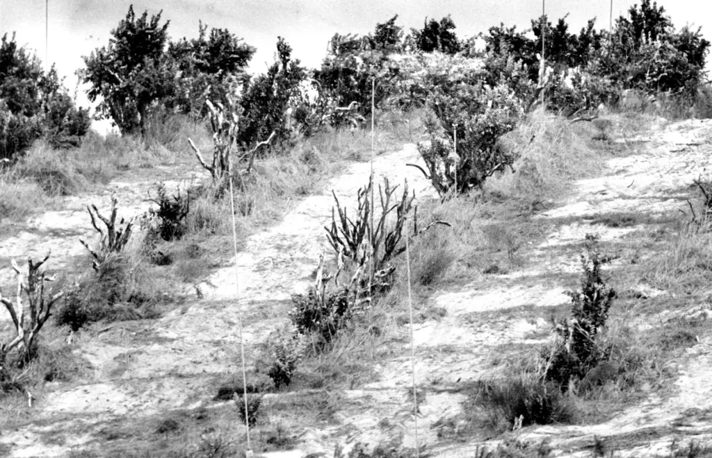 Orange groves near the turnpike in Lake County try to...