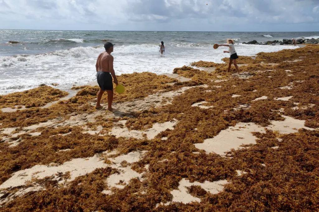 Al and Cherie Rechka play Kadima in the sargassum seaweed...