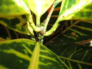 Plant Doctor: Ants you’re seeing on your crotons aren’t the real problem, take a closer look
