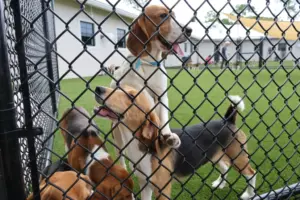 Big Dog Ranch Rescue says animal research lab to close, remaining beagles to be freed