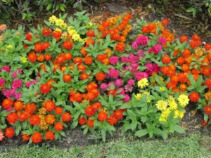 Plant doctor: Is it too late to add zinnias to my flowerbeds?