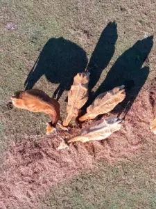 Florida passes emergency rules to prevent screwworm infestation in cattle
