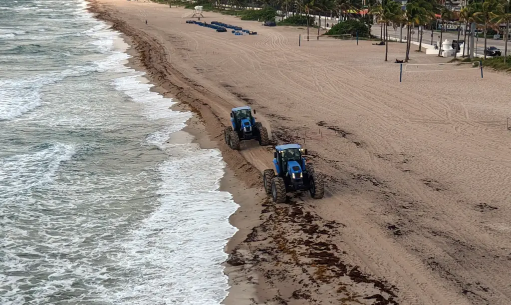 Tractors from the City of Fort Lauderdale plow under sargassum...