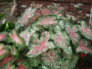 Plant Doctor: Sluggish caladiums just need some time to show their true colors