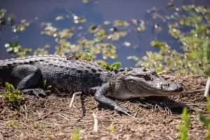 1 dead, 1 injured following separate alligator attacks in Central Florida, FWC says