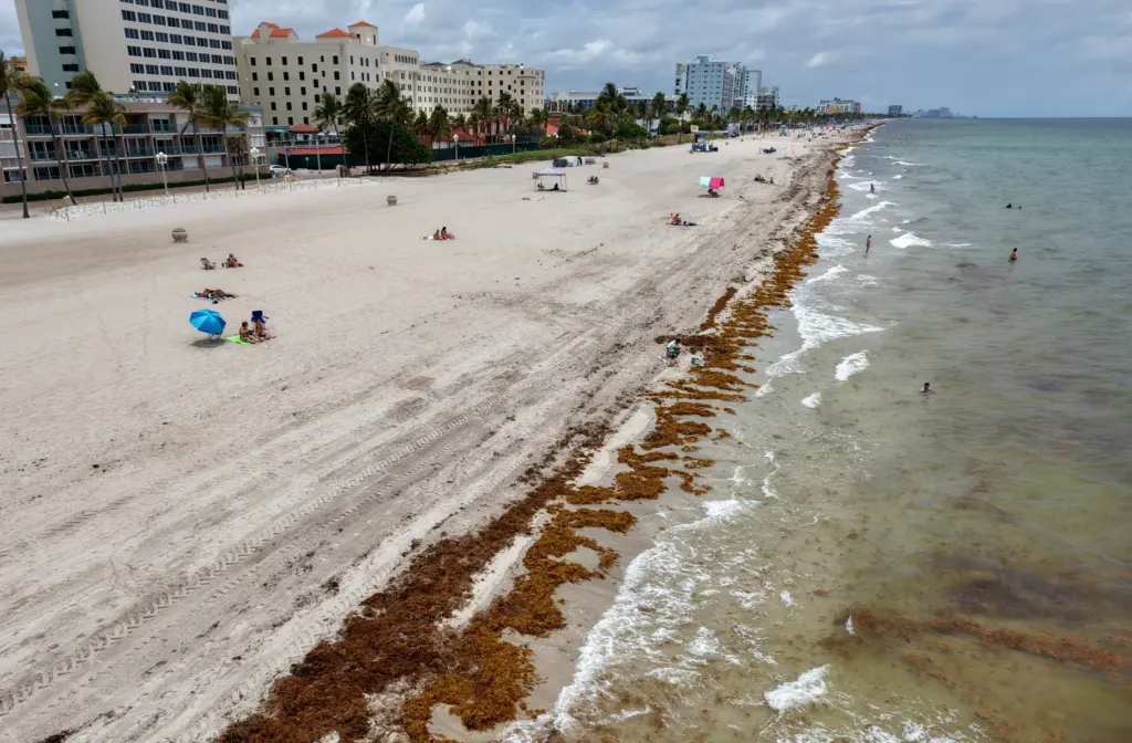 From the south end of Hollywood Beach looking north, sargassum...