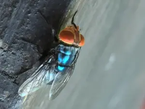 What to know about the New World screwworm fly and its reappearance in the US