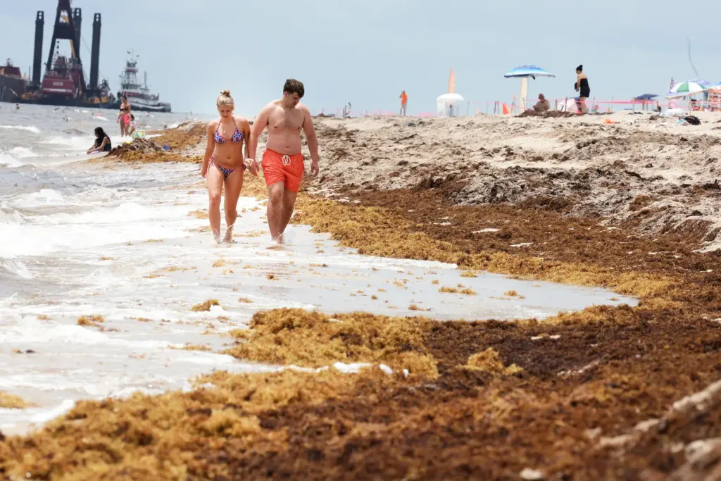 A couple walks among seaweed on Fort Lauderdale beach on Tuesday, June 9, 2026. (Carline Jean/South Florida Sun Sentinel)