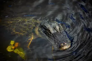 Orlando victim named in fatal Seminole County alligator attack
