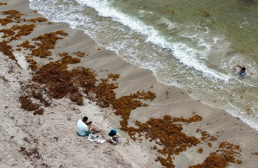 Beachgoers deal with the heavy amount of sargassum seaweed that...