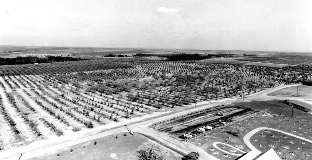 Dead citrus trees as seen looking northeast from Citrus Tower...