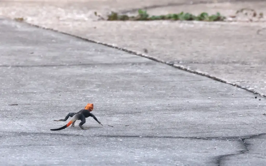 A colorful Peter's rock agama âan invasive species of lizard...