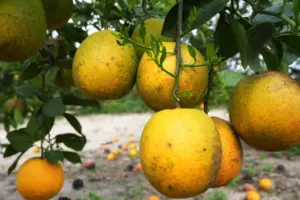 Florida’s citrus production tops forecast with end-of-season bump