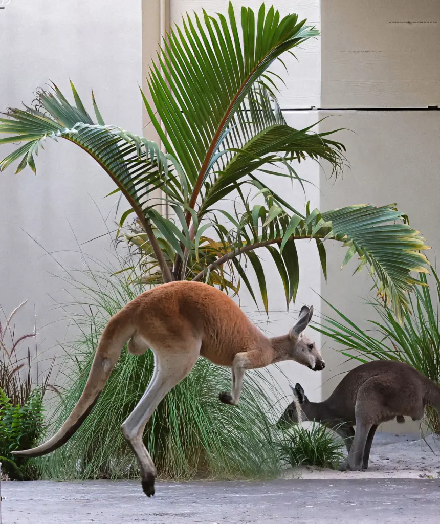 A large male Red Kangaroo hops along on the guest...
