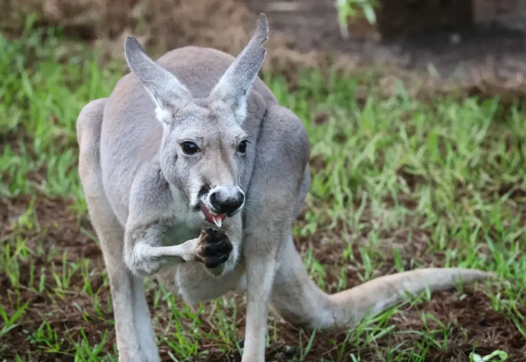 A Western Grey Kangaroo snacks at the new Jumping Junction...