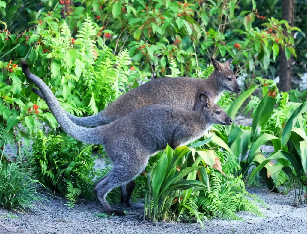 A pair of Red-necked Wallabies hop along the guest path...