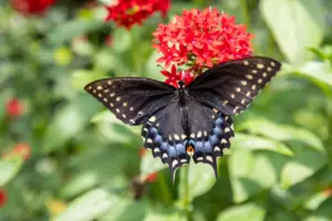 Lukas Nursery Butterfly Encounter: Oviedo attraction’s natural wonders span 20+ years
