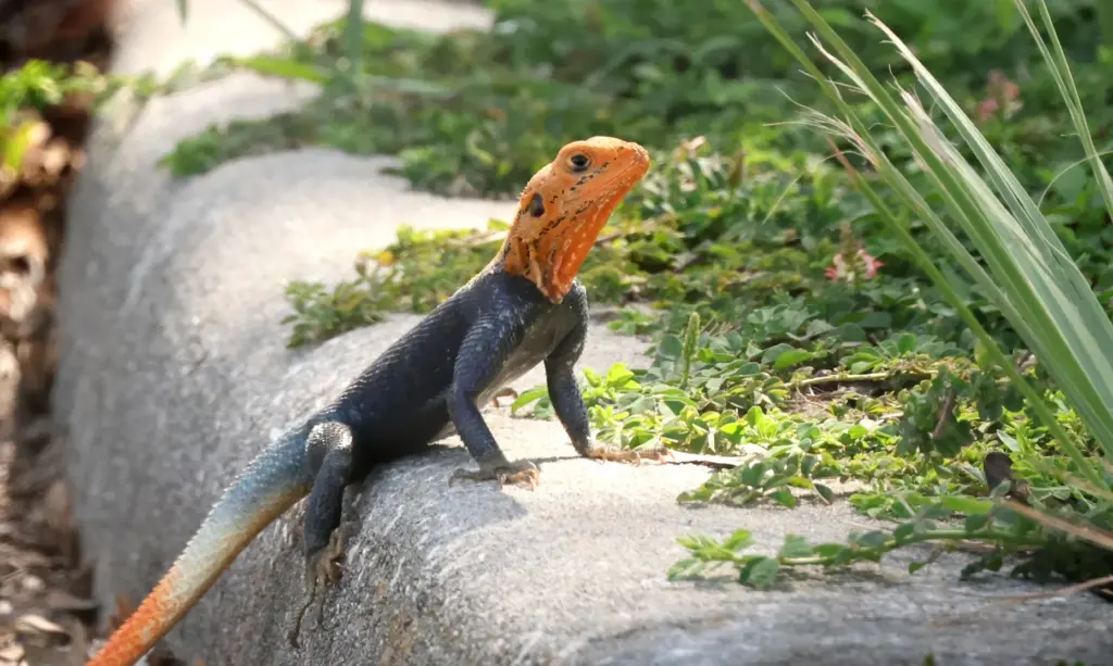 A colorful Peter's rock agama â a nonnative species of...
