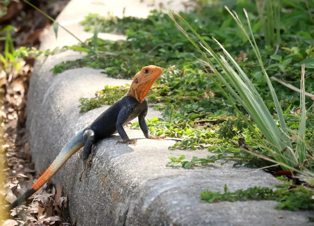 A colorful Peter's rock agama âan invasive species of lizard...