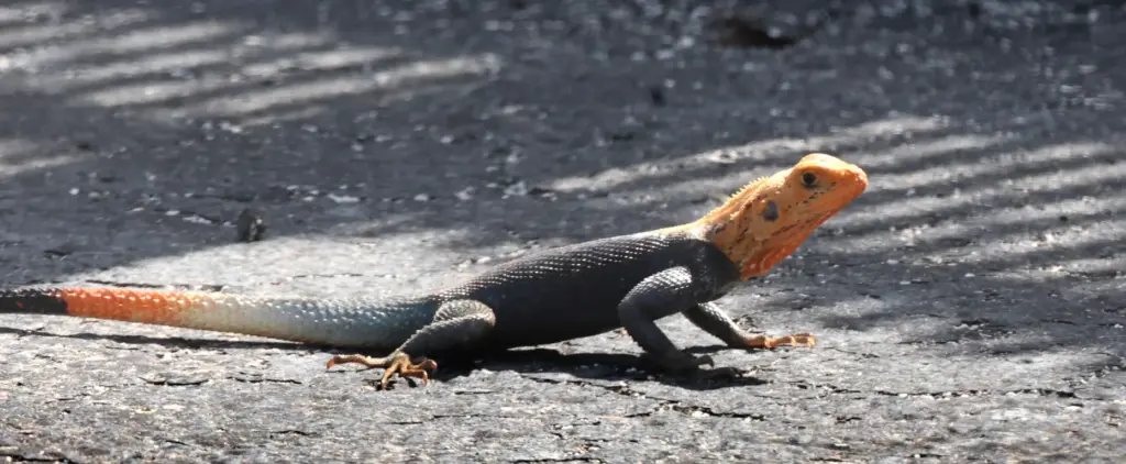 A colorful Peter's rock agama âan invasive species of lizard...