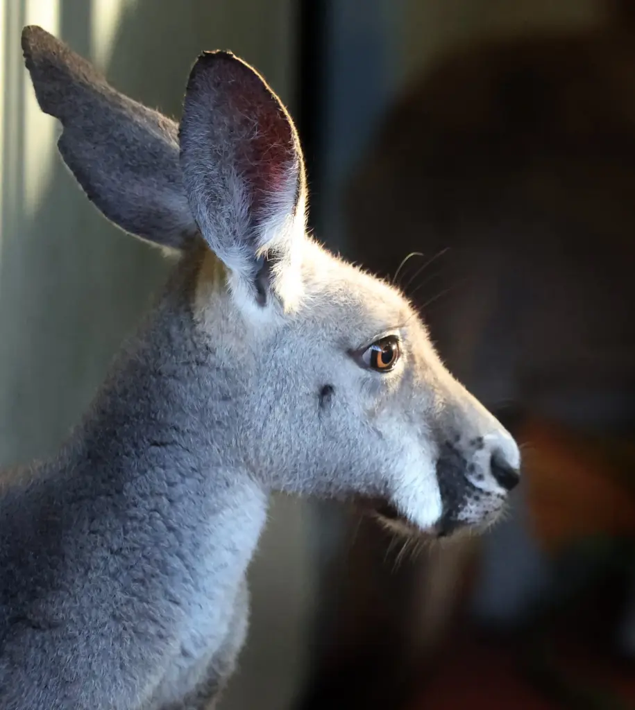 A Western Grey Kangaroo watches guests at the new Jumping...